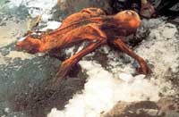 ritrovamento Otzi